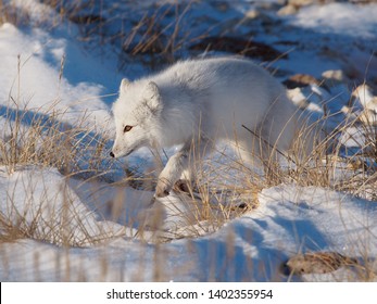 Artic Fox Hunting On Tundra Near Churchill, Manitoba      