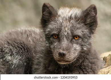 Artic Fox Portrait