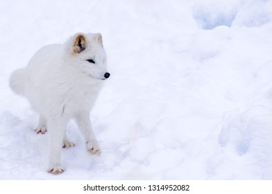 Artic Fox Snow