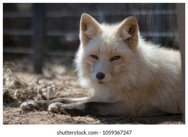 304 Artic fox Images, Stock Photos & Vectors | Shutterstock