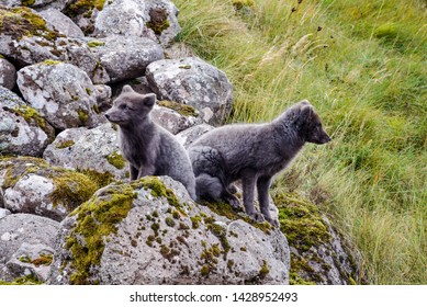 126 Hornstrandir Fox Images, Stock Photos & Vectors | Shutterstock