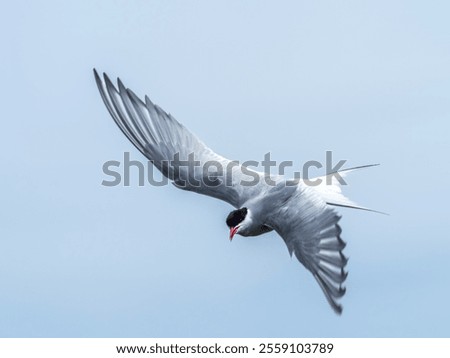 Artic Tern Bird in Flight