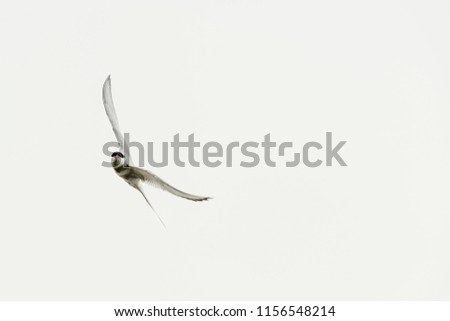 Similar – Image, Stock Photo Raabe in flight raven Bird