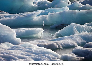 Artic Terns Flying Over Melting Glacier Ice At Jokulsarlon Lake Caused By Global Warming