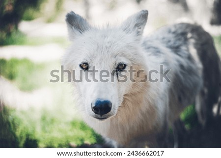 Artic white alone wolf in grass