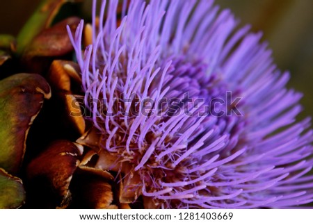 hairy and prickly Flower