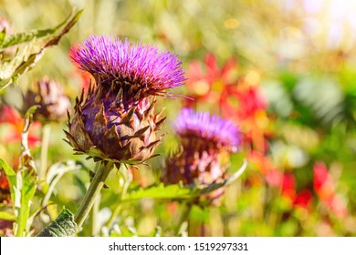 Artichoke Flowers With Bokeh Background In Summer Backyard. Blue Flowers Artichoke In The Garden, Close Up. 