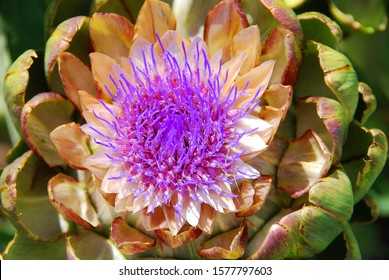Artichoke, The flowers develop in a large head from an edible bud about 8–15 centimetres (3.1–5.9 in) diameter with numerous triangular scales; the individual florets are purple.