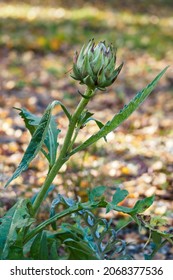 Artichoke Fruit On The Plant.