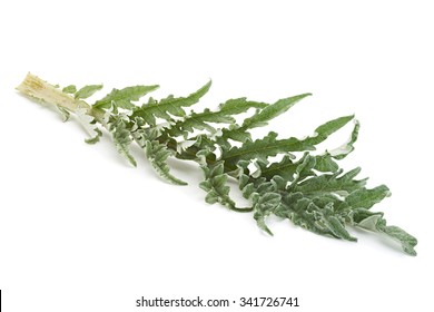 Artichoke Leaf Closeup Isolated On White Background