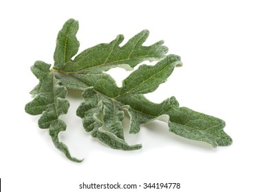 Artichoke Leaf Closeup Isolated On White Background