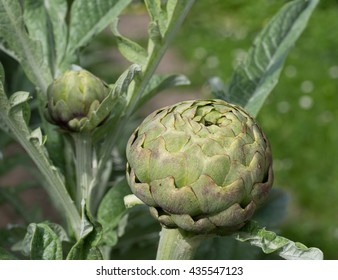 Artichoke Plant, In Garden