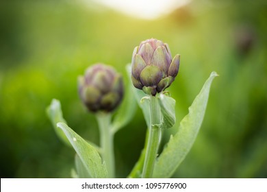 Artichoke Plant On The Field