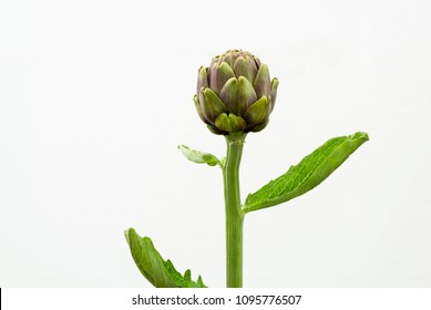 Artichoke Plant White Background