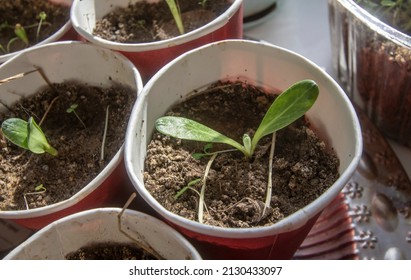 artichoke seedlings
