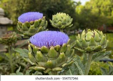 Artichokes in the Garden. Artichokes have large purple flowers that give delightful displays in summer. The distinctive edible sepals of the artichoke look sculptural and other worldly. 