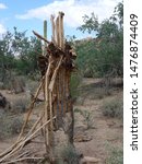 Artifact cactus tree - desert of Arziona