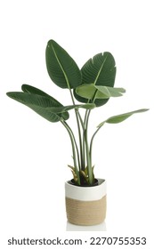 artificial banana tree plant in rope basket on a white background