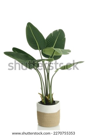 artificial banana tree plant in rope basket on a white background