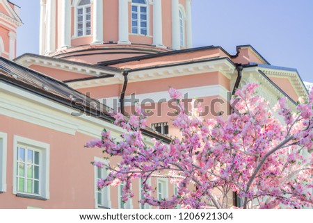 Artificial blooming cherry tree near the Church of St. John the theologian under the Elm founded in 1825 in Moscow, Russia