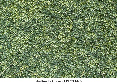 Artificial Boxwood Wall.