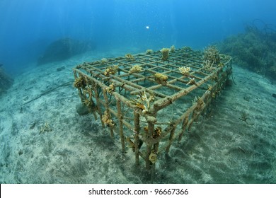 Artificial Coral Reef In The Ocean