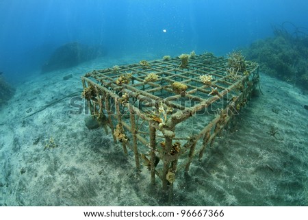 Artificial coral reef in the ocean