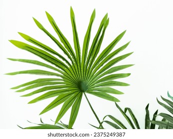Artificial decorative green saw palmetto leaves on white background.