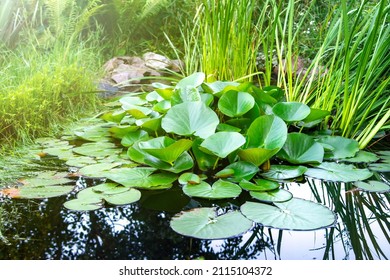 Artificial decorative pond in the garden with living aquatic plants. Garden area for relaxing by the water surface. Landscape design concept. - Shutterstock ID 2115104372
