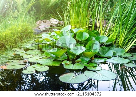 Artificial decorative pond in the garden with living aquatic plants. Garden area for relaxing by the water surface. Landscape design concept.