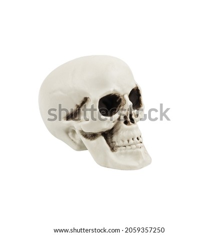 Artificial decorative skull for the Halloween decoration isolated on white