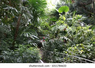 artificial deep Forest
