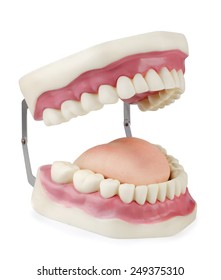 4,482 Dentures open Stock Photos, Images & Photography | Shutterstock