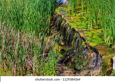 Artificial Dike With Water Lily And Reeds In Thermal Water.