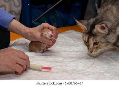 Artificial Feeding Of A Newborn Kitten Using A Gastric Tube. A Safe Way To First Feed Kittens. A Woman With A Syringe Through A Tube Injects Milk Mixture Into A Newborn Cat.