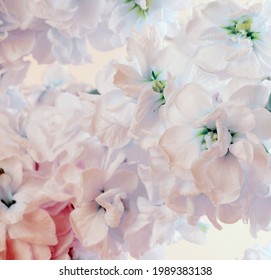 Artificial Flower Delphinium Bouquet On Light Background.