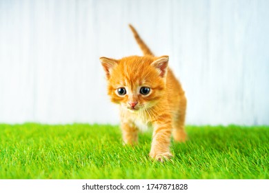 Artificial grass. Ginger kitten steps on a fluffy syntheic grass. - Shutterstock ID 1747871828