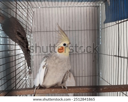 Artificial hatching of pet bird hand raised Xuanfeng parrot

