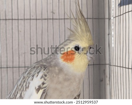 Artificial hatching of pet bird hand raised Xuanfeng parrot


