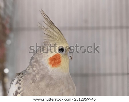 Artificial hatching of pet bird hand raised Xuanfeng parrot

