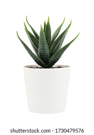 Artificial Haworthia Limifolia Marloth Plant In Pot Isolated On White Background