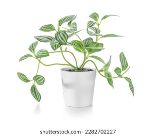 Artificial houseplant on white background