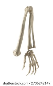 Artificial human arm model isolated on white
