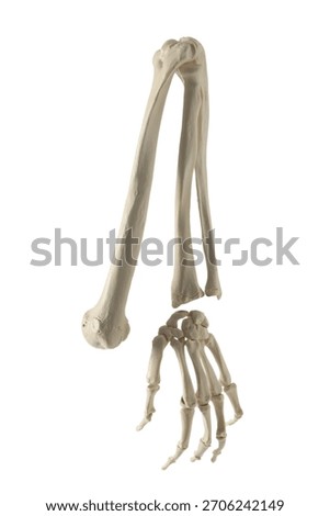 Artificial human arm model isolated on white