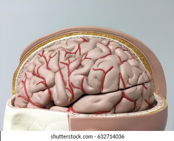Artificial human brain model - Powered by Shutterstock - Get 15% off with code: PIKWIZARD15