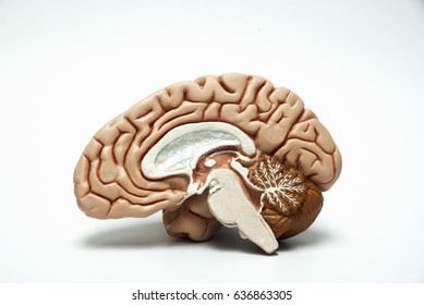 Artificial human brain model