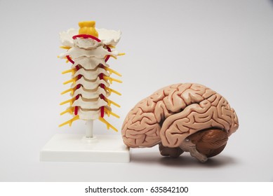 Artificial Human Brain And Spine Model