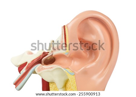 Artificial human ear model isolated on white background