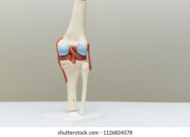 Artificial Human Knee Joint Model In Medical Office