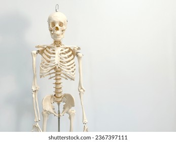 An artificial human skeleton in a laboratory classroom isolated on a white background. - Powered by Shutterstock